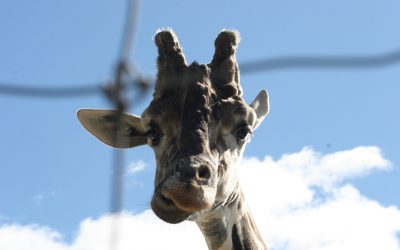 Protecting Wild Lives, Part 2